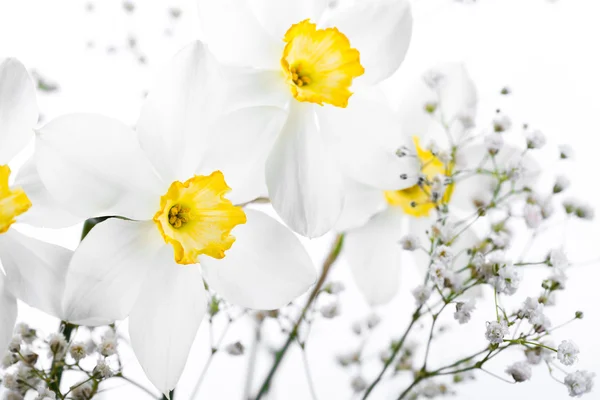 Frühling florale Borte, schöne frische Narzissenblüten — Stockfoto