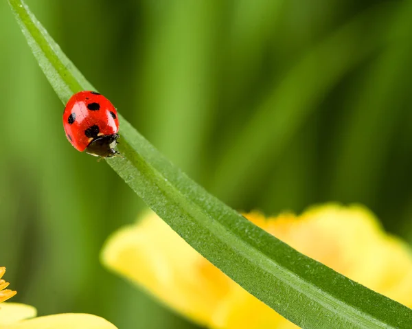 Ladybug on Grass Over Green Bachground — Stock Photo, Image