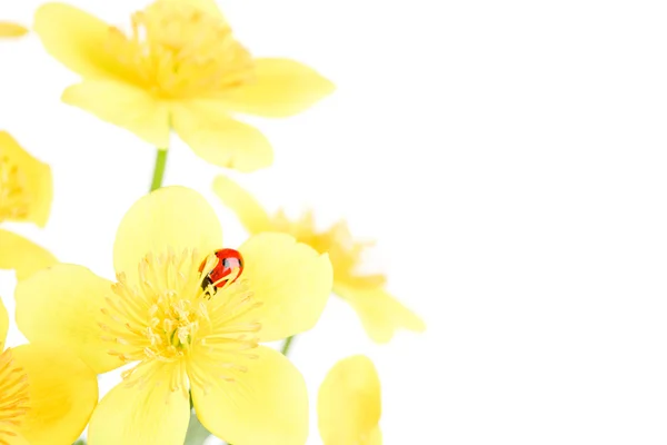 黄色の花のテントウムシ — ストック写真