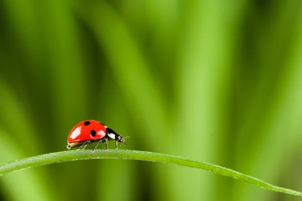 Lieveheersbeestje op gras Over groene Bachground — Stockfoto