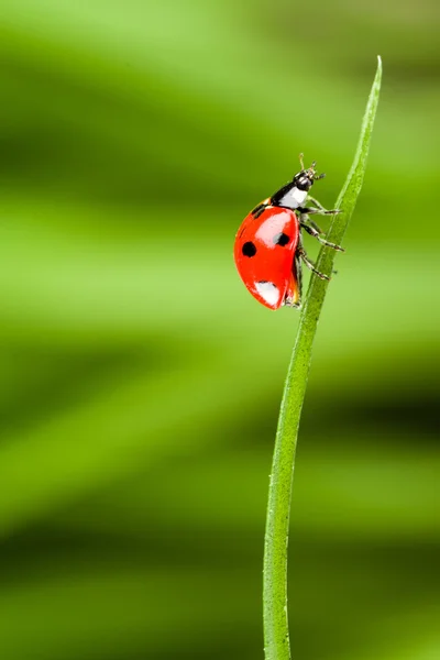 Red ladybug on green grass — Stock Photo, Image