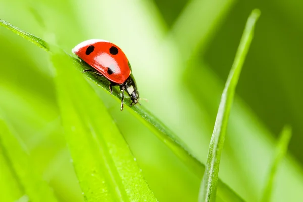 Mariquita corriendo a lo largo de la hoja de hierba verde — Foto de Stock