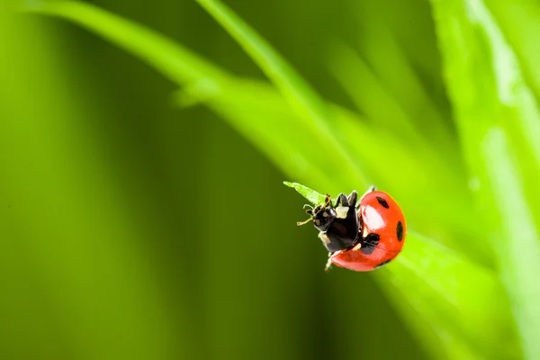 Red ladybug on green grass — Stock Photo, Image