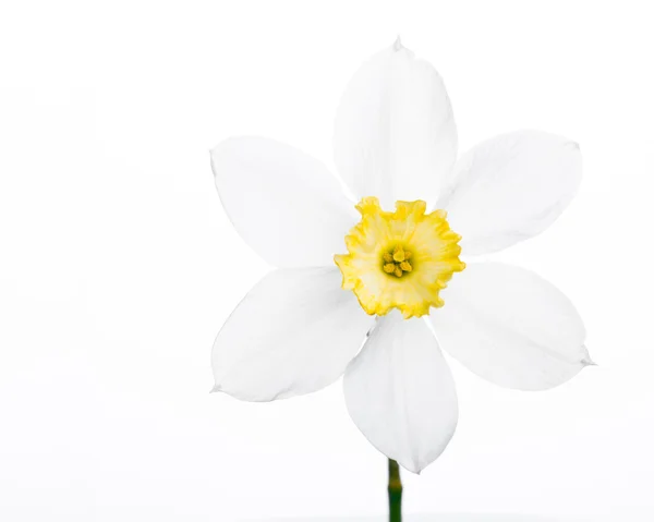 Daffodil narcissus jonquil plantas de flores brancas — Fotografia de Stock