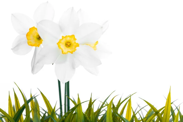 Daffodil narcissus jonquil plantas de flores brancas — Fotografia de Stock