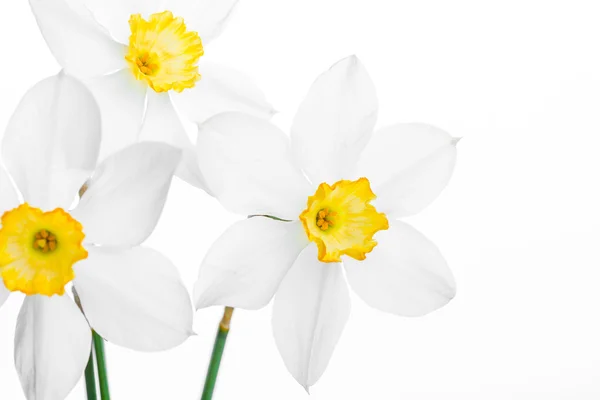 White daffodil narcissus jonquil flower plants — Stock Photo, Image
