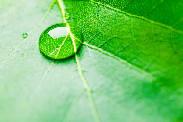 Goutte d'eau sur feuille — Photo