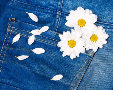 kot pantolon cebinde pembe gerber