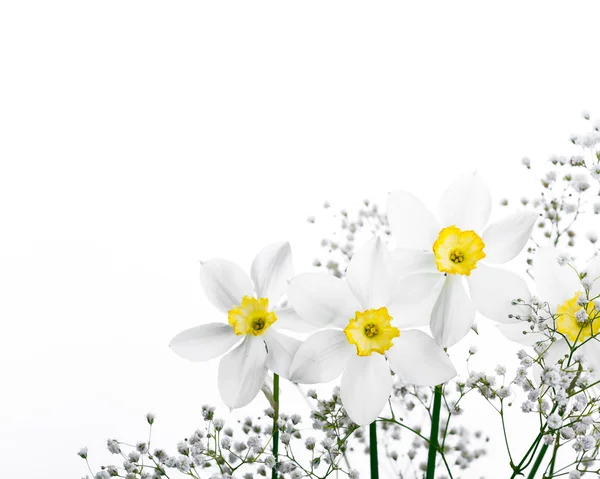 Frontera floral de primavera, hermosas flores narcisas frescas — Foto de Stock
