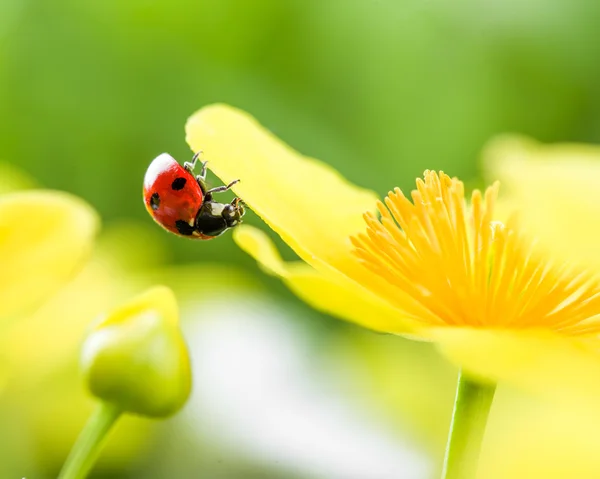 Ladybug на желтый цветок — стоковое фото
