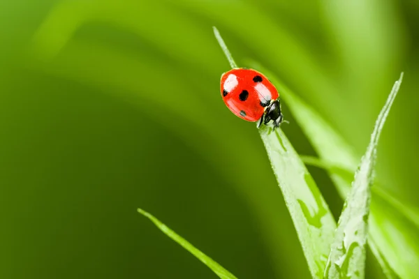 緑の草の刃の上を走るてんとう虫 — ストック写真