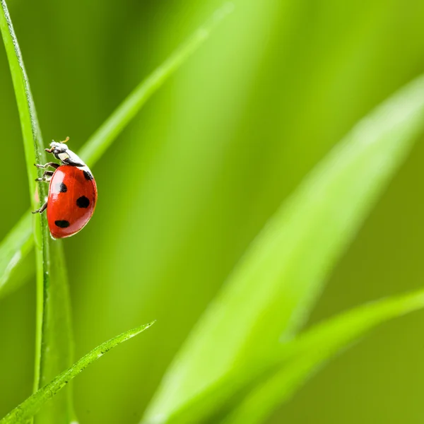 Joaninha na grama sobre Green Bachground — Fotografia de Stock