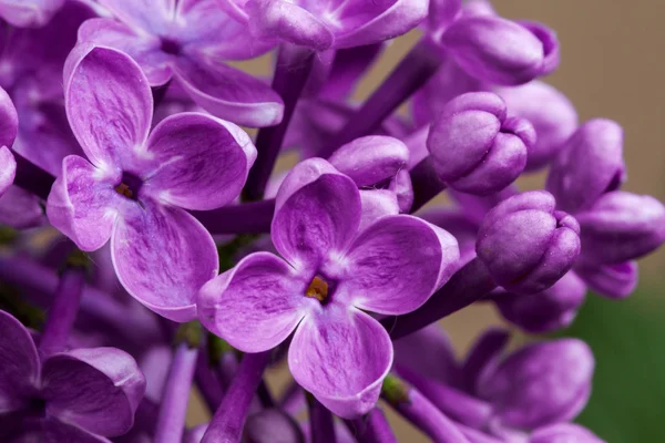 Makro obrázek jarní Lila fialové květiny — Stock fotografie