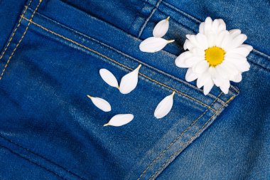 papatya kot pantolon cebinde