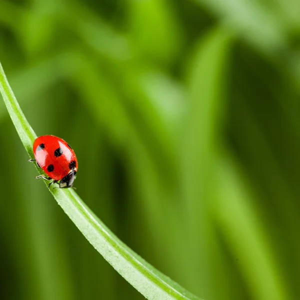 Lieveheersbeestje loopt mee op grassprietje — Stockfoto