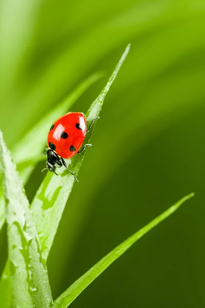 Ladybug on Grass Over Green Bachground — Stock Photo, Image
