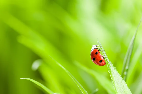 Coccinelle rouge sur herbe verte — Photo