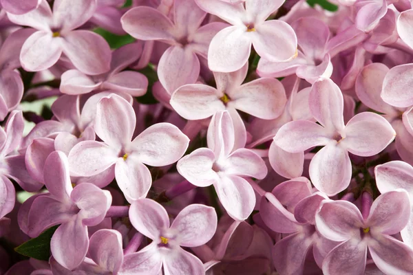 Prachtige lente delicatesse lila bloemen. — Stockfoto