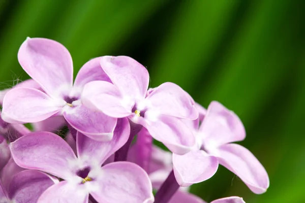 Prachtige lente delicatesse lila bloemen. — Stockfoto