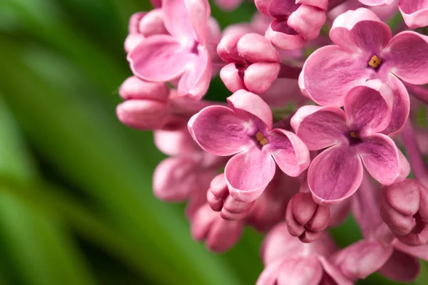 Violet lila bloemen — Stockfoto
