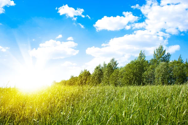 Sol al atardecer y campo de hierba fresca verde —  Fotos de Stock