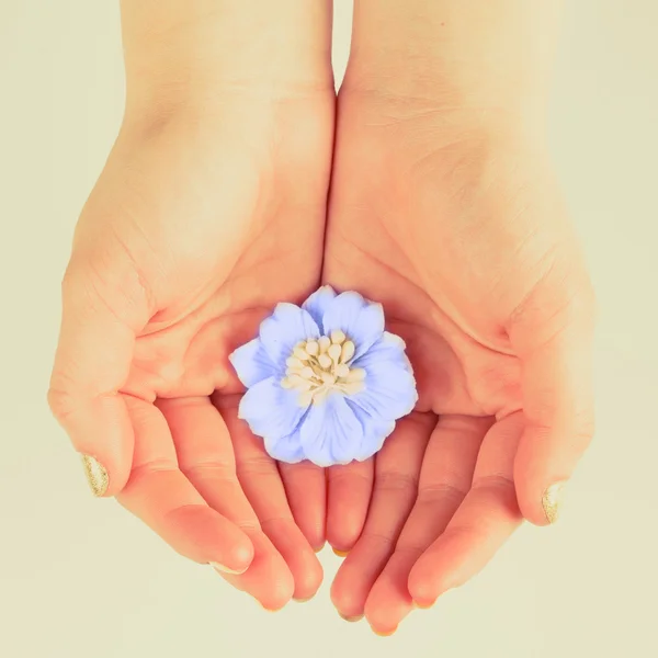 Flower in womens hands — Stock Photo, Image