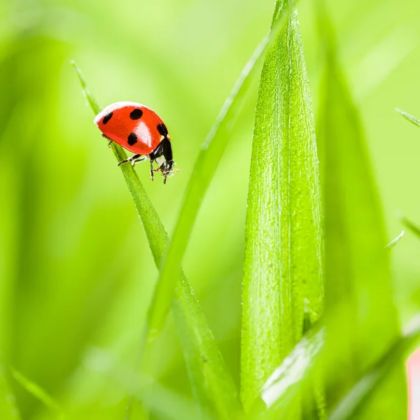 Ladybug running along on blade of  green grass Stock Picture