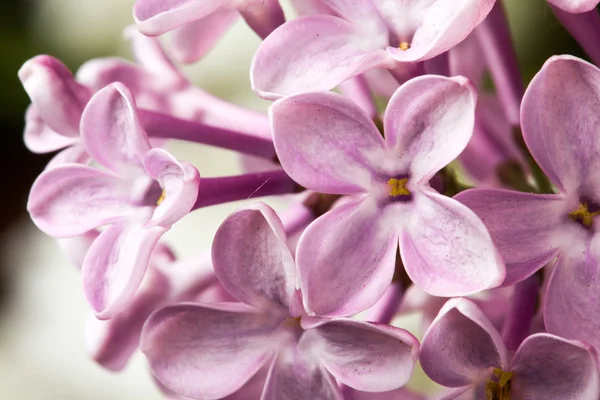 Macro image of spring lilac violet flowers — Stock Photo, Image