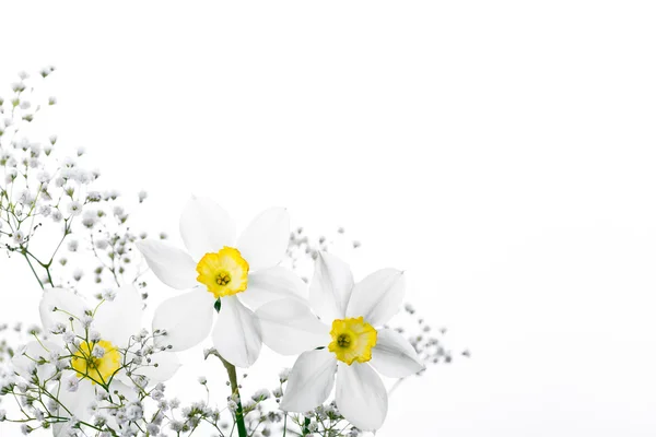 Bahar çiçek sınır, güzel taze nergis çiçekleri — Stok fotoğraf