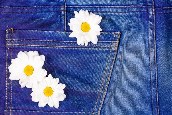 Camomile in jeans pocket — Stock Photo, Image