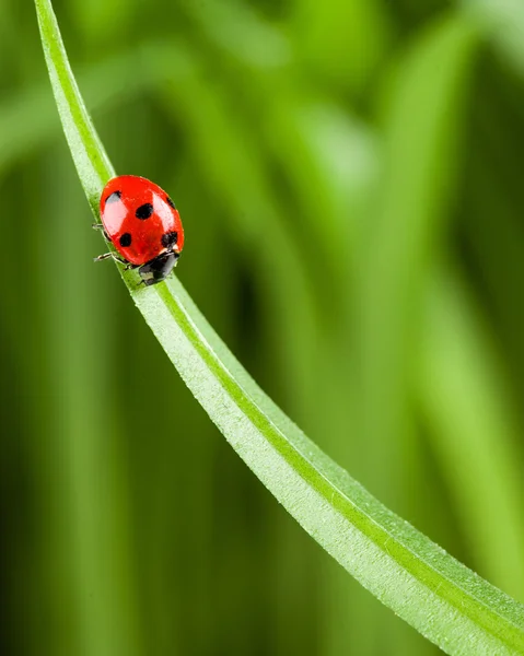 Lieveheersbeestje op gras Over groene Bachground — Stockfoto