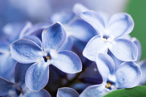 Macro imagen de flores violetas lila primavera — Foto de Stock