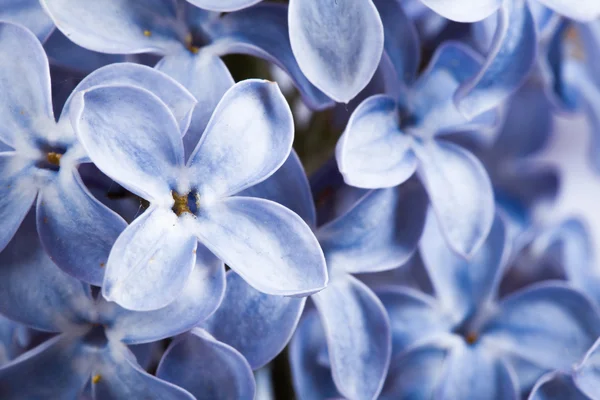 Violet lila bloemen — Stockfoto