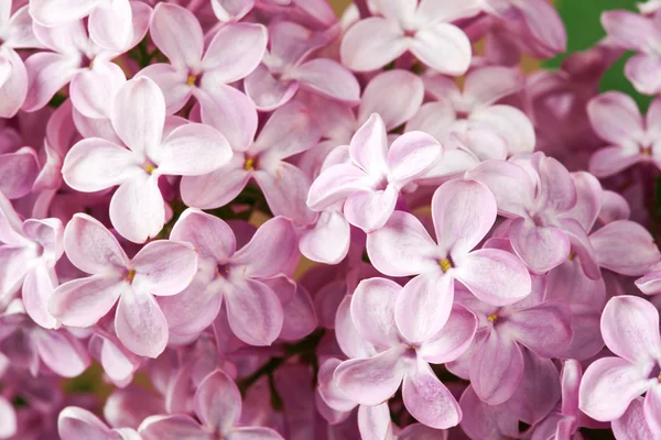 Violet lilac flowers — Stock Photo, Image