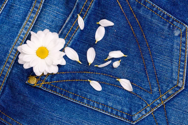 Camomile in jeans pocket — Stock Photo, Image