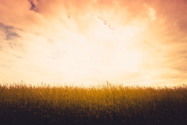 Field in sunset — Stock Photo, Image