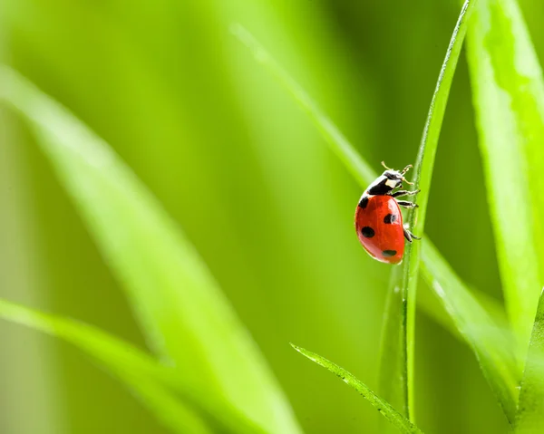 Red ladybug on green grass — Stock Photo, Image