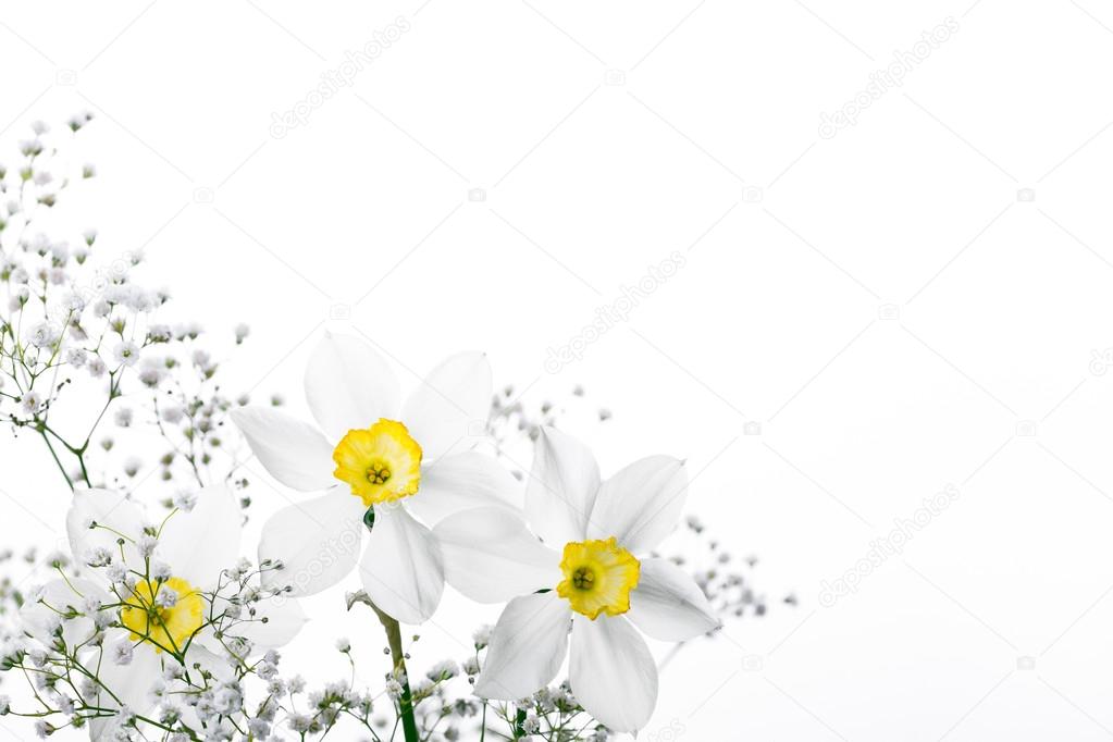 Spring floral border, beautiful fresh narcissus flowers
