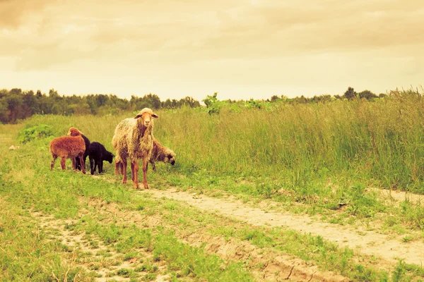 Flock of Sheep Under The Weather — Stock Photo, Image