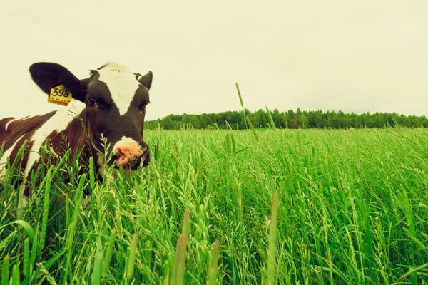 Vaca y campo de hierba fresca — Foto de Stock
