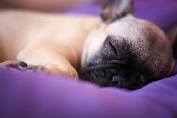 Small sleeping French bulldog — Stock Photo, Image