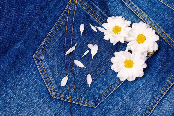 Camomile in jeans pocket — Stock Photo, Image