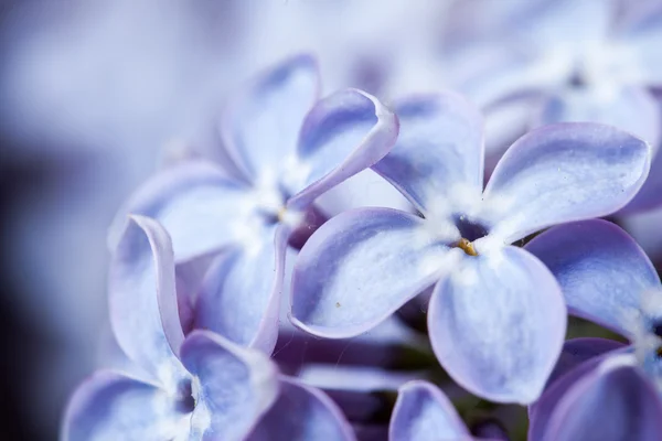 Beautiful spring delicacy lilac flowers. — Stock Photo, Image