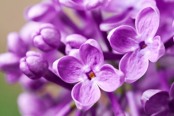 Macro image of spring lilac violet flowers — Stock Photo, Image