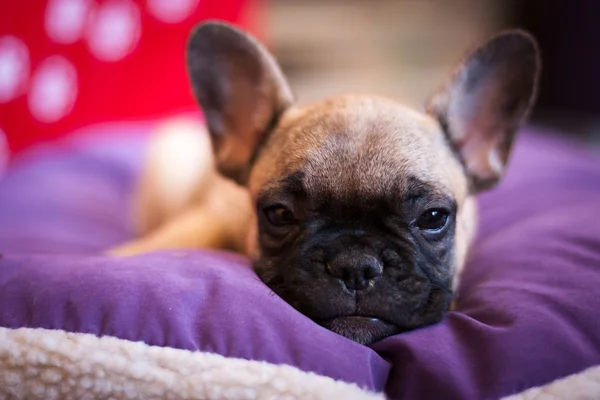 Pequeño durmiendo francés bulldog —  Fotos de Stock