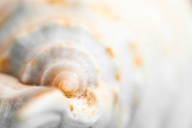 Doğal spa elemanları - deniz kabuğu starshell ile