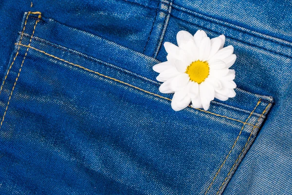 Camomile in jeans pocket — Stock Photo, Image