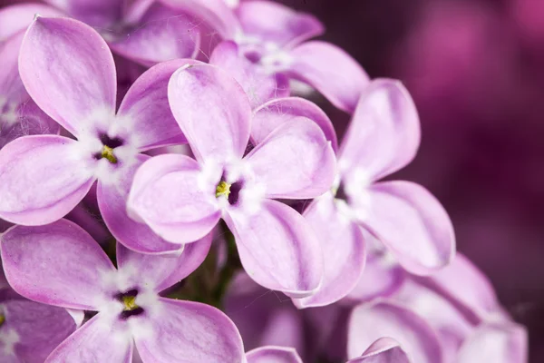 Макроизображение весенне-сиреневых фиолетовых цветов — стоковое фото