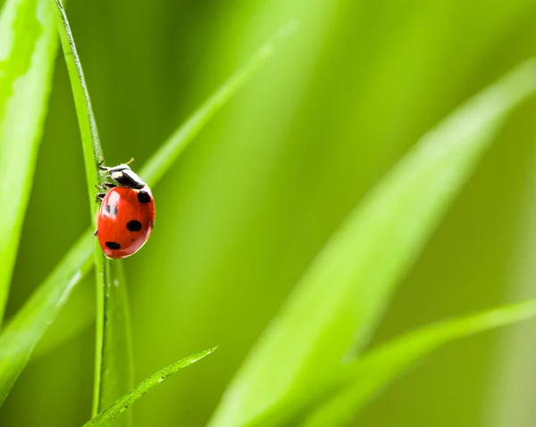 Coccinelle courant le long de la lame d'herbe verte Photos De Stock Libres De Droits