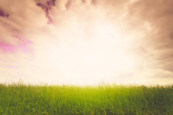 Campo no por do sol — Fotografia de Stock